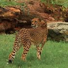 Gepard 2