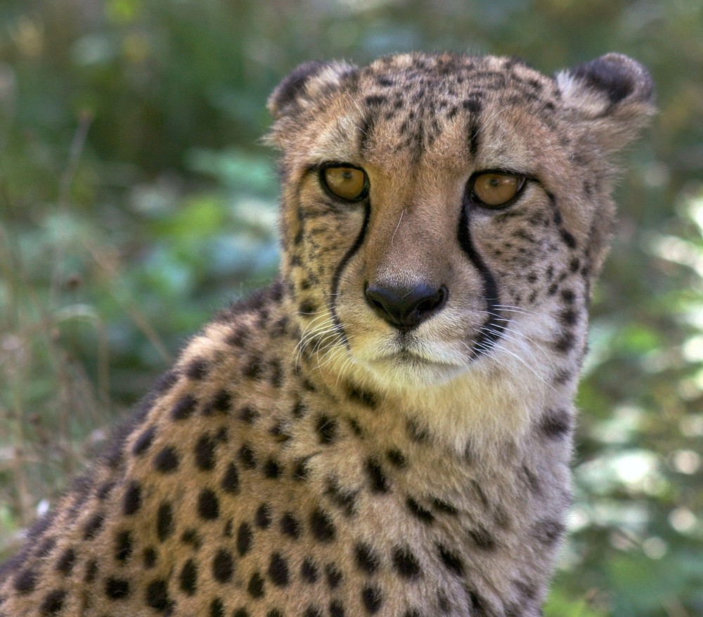 gepard 2