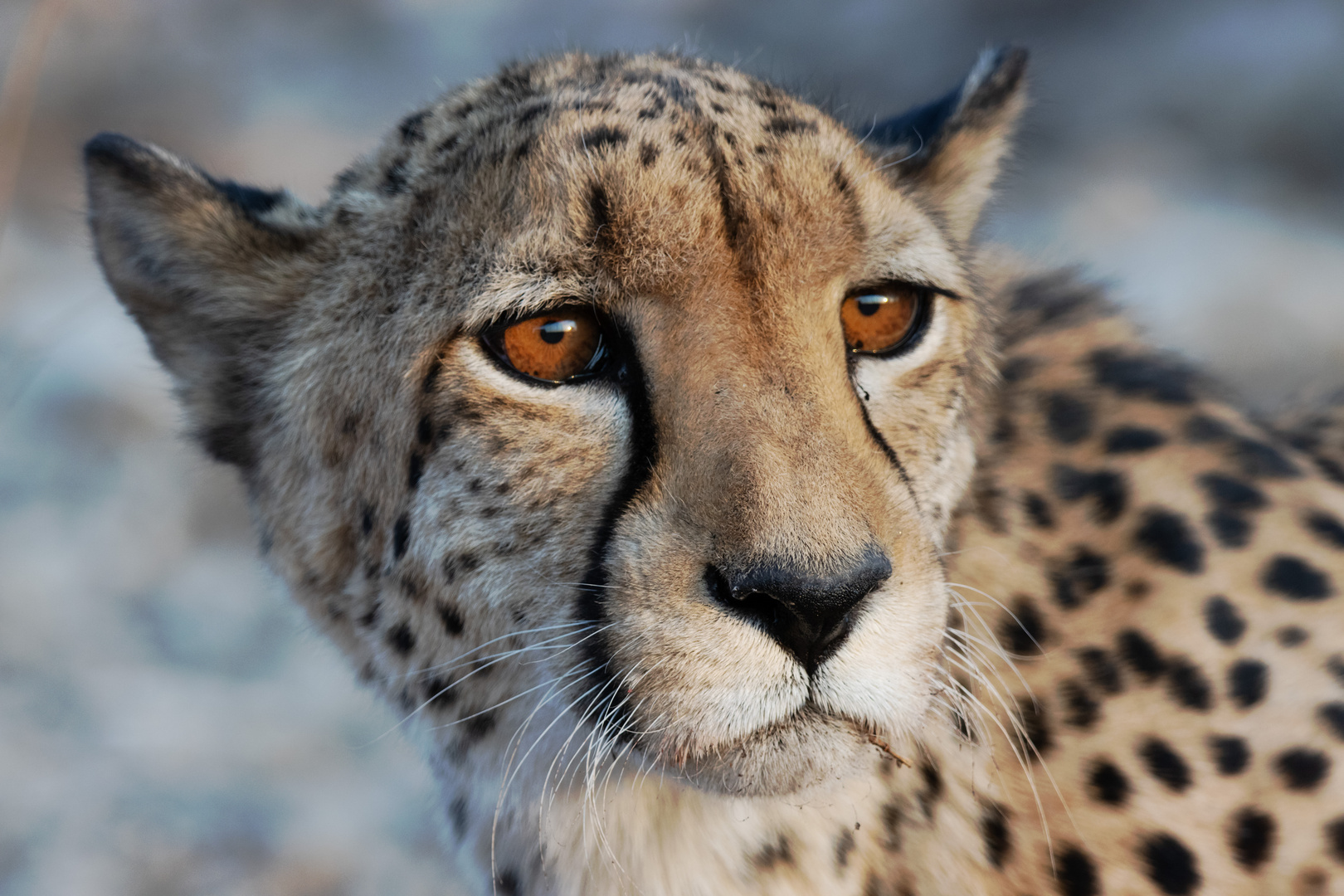 Gepard 2