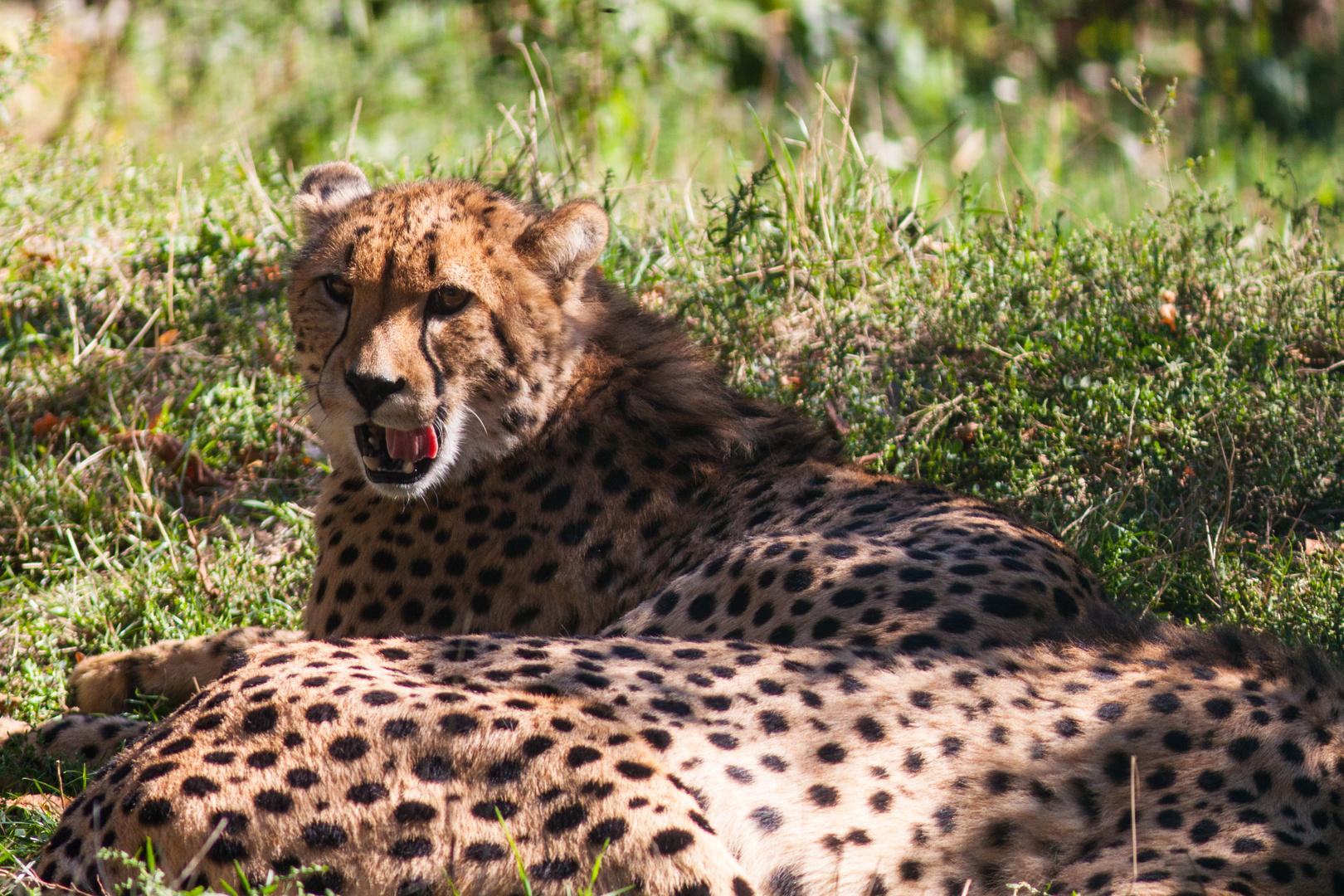 Gepard 2 Tiergarten Schönbrunn Foto & Bild | tiere, zoo, wildpark ...