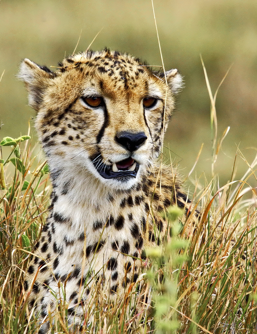 Gepard