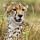 Gepard