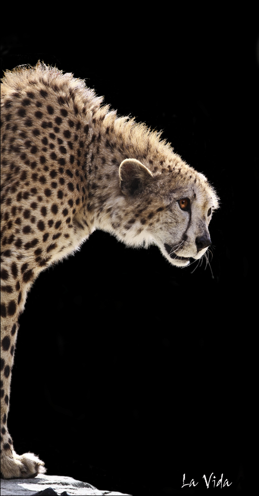 Gepard