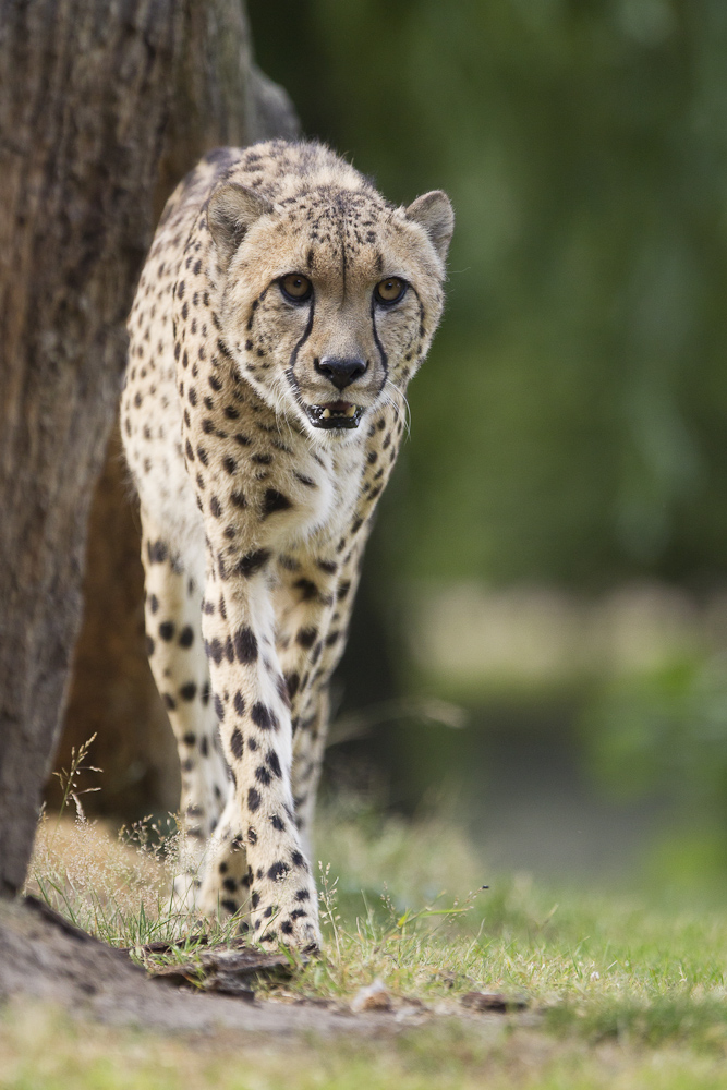 gepard ...