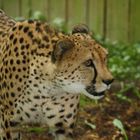 Gepard