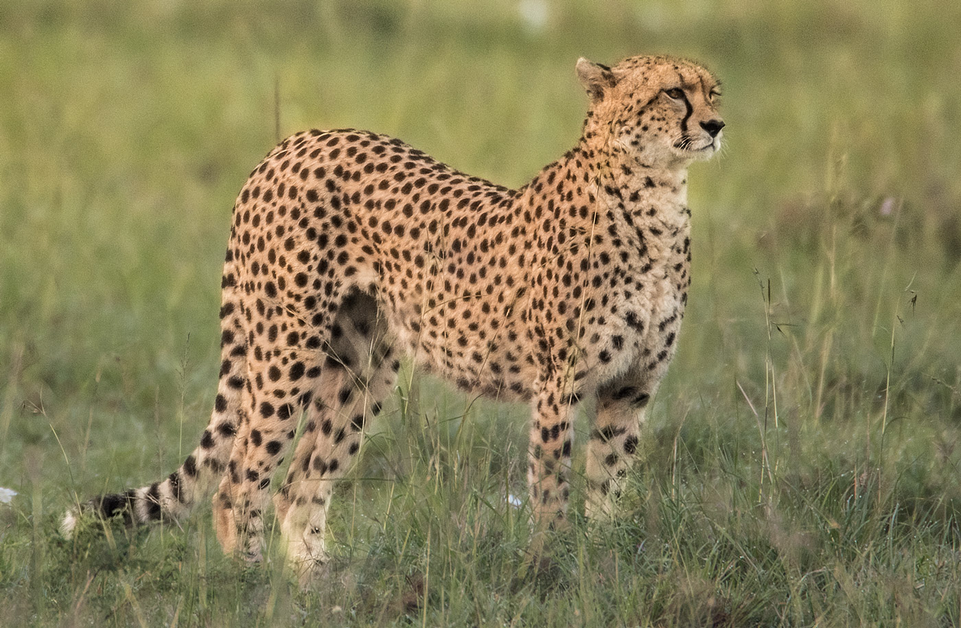 Gepard