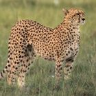 Gepard