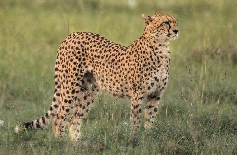 Gepard