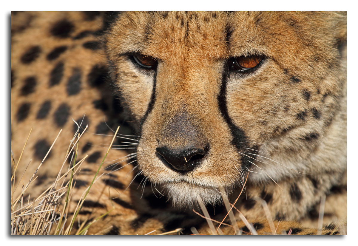 Gepard