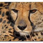 Gepard