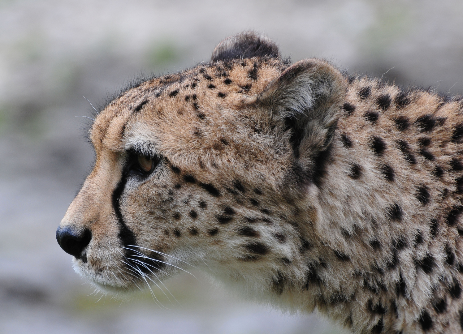 Gepard