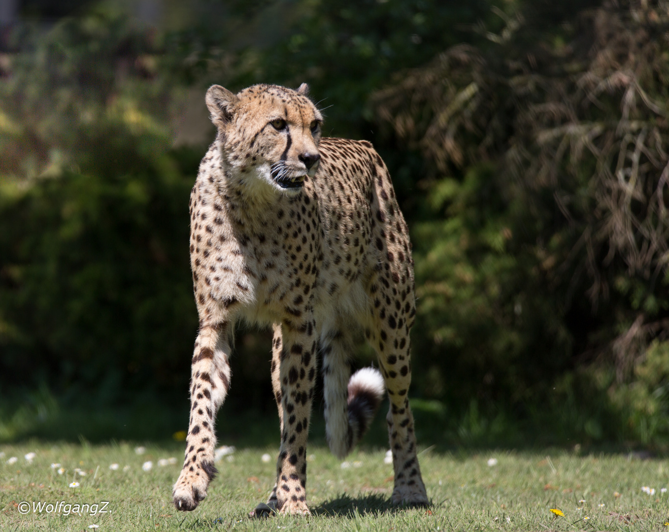 Gepard