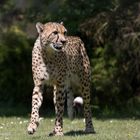 Gepard