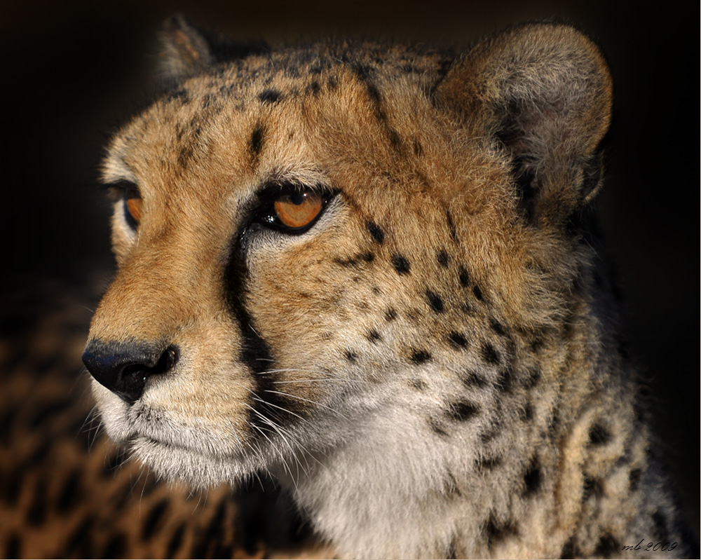 Gepard