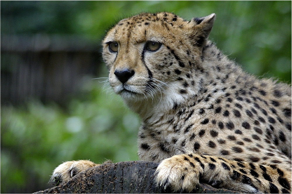 Gepard