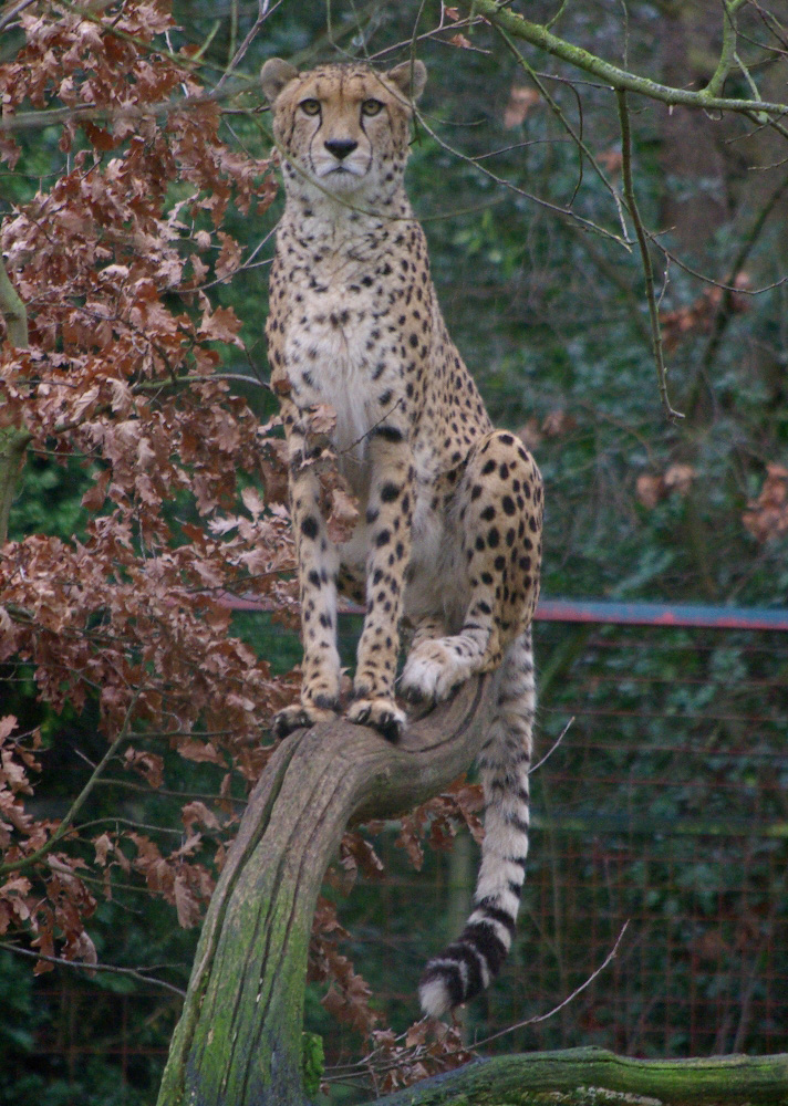 Gepard