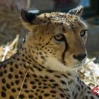 Gepard