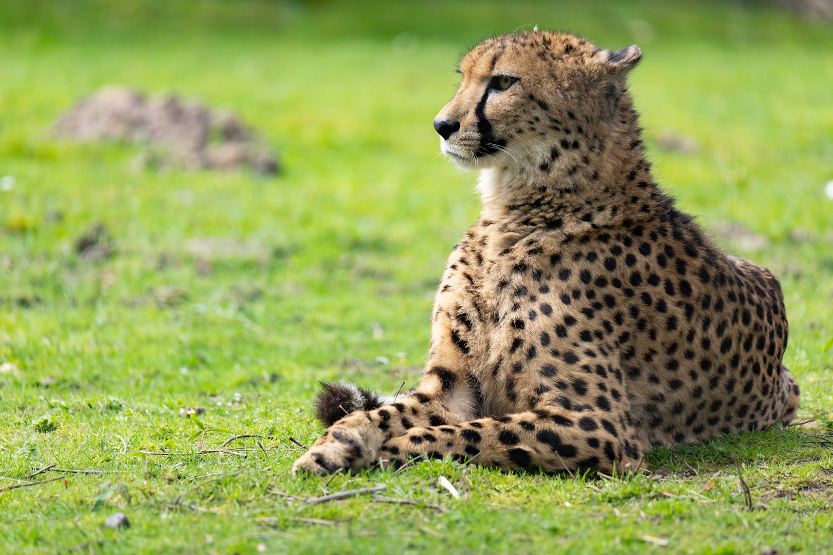 Gepard