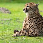 Gepard