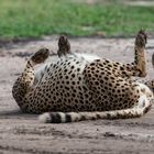 Gepard