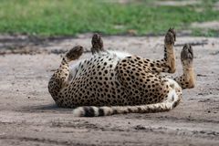 Gepard