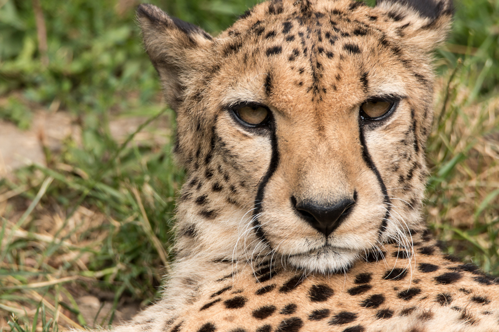 Gepard