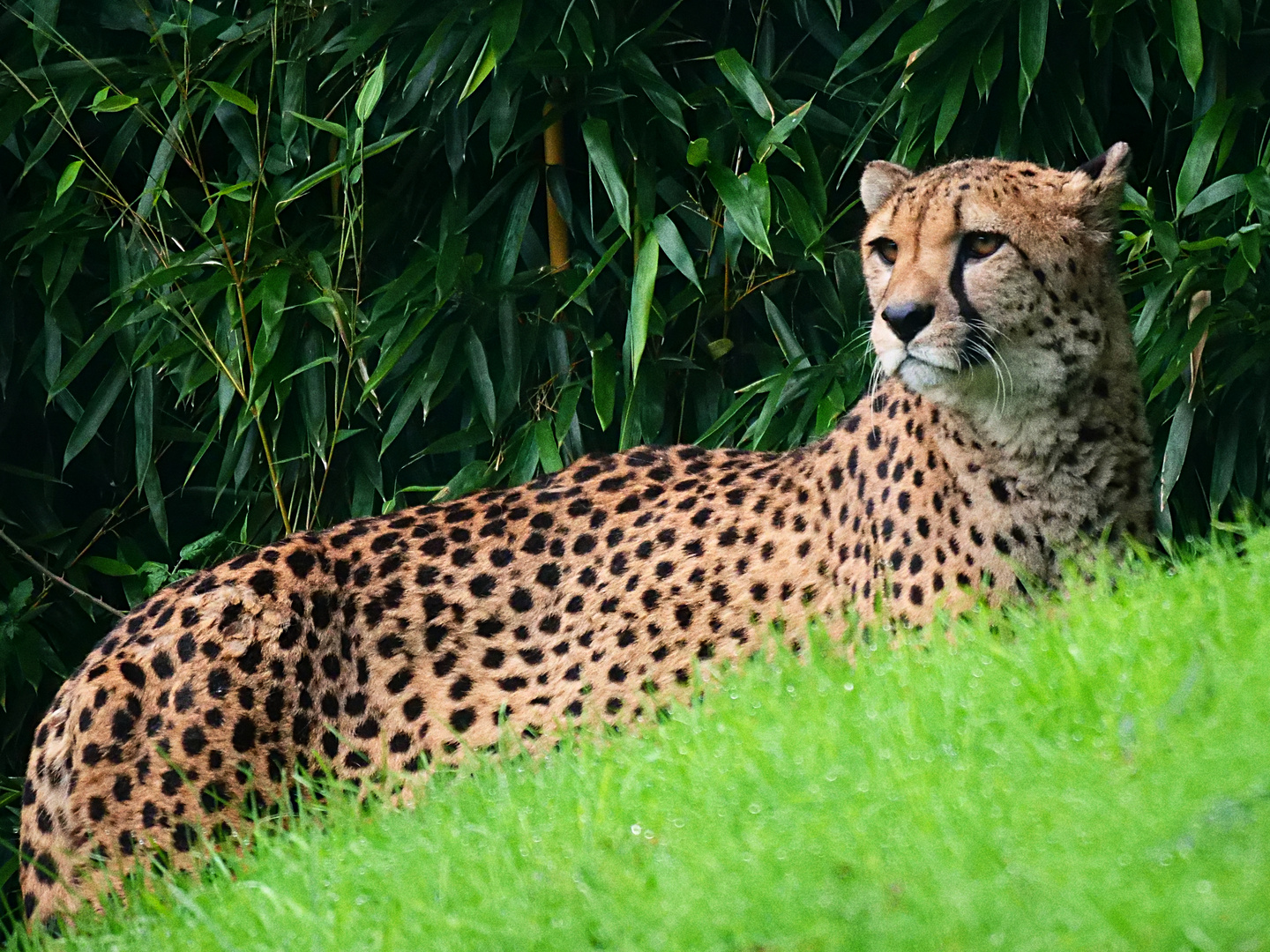 Gepard