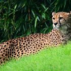 Gepard