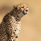 Gepard