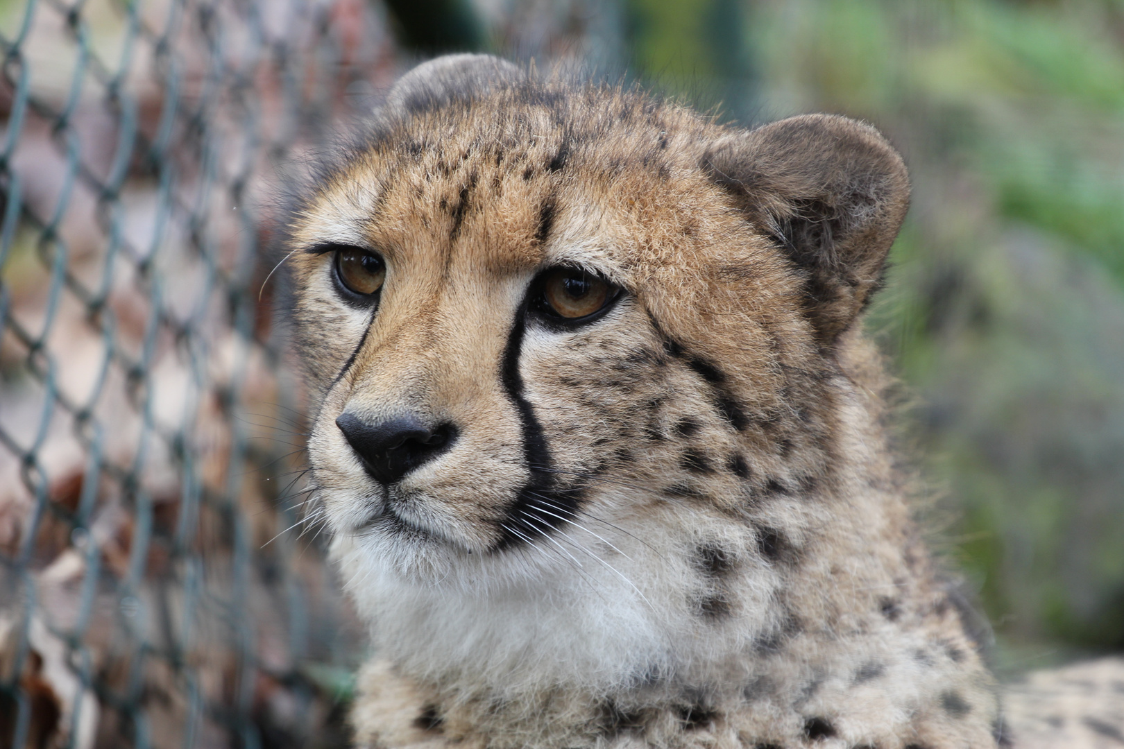 Gepard