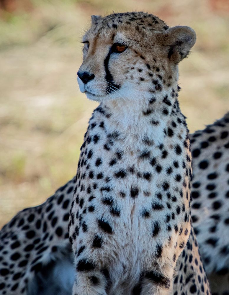 Gepard