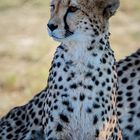 Gepard