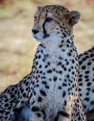 Gepard