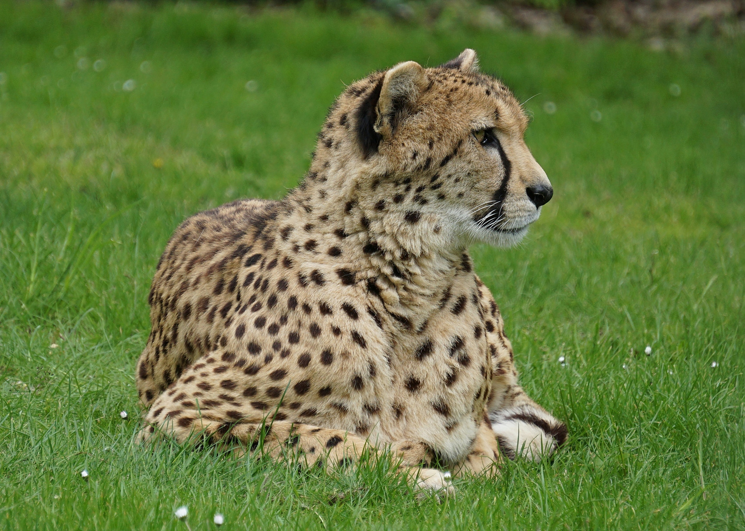 Gepard