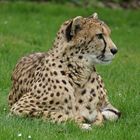 Gepard