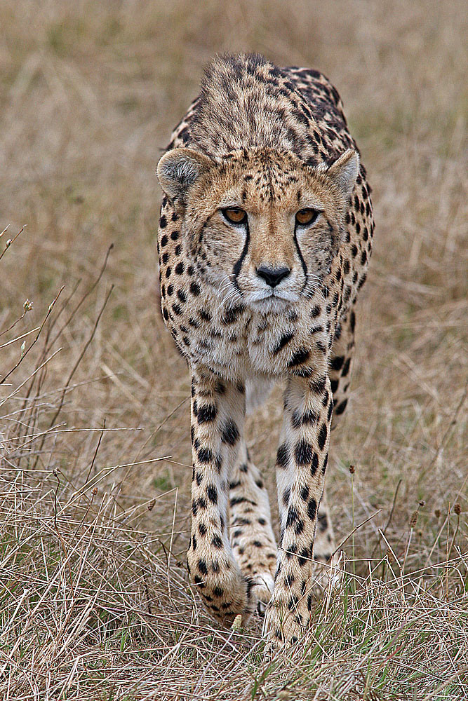 Gepard