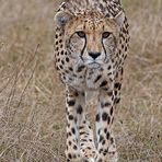 Gepard