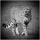 Gepard