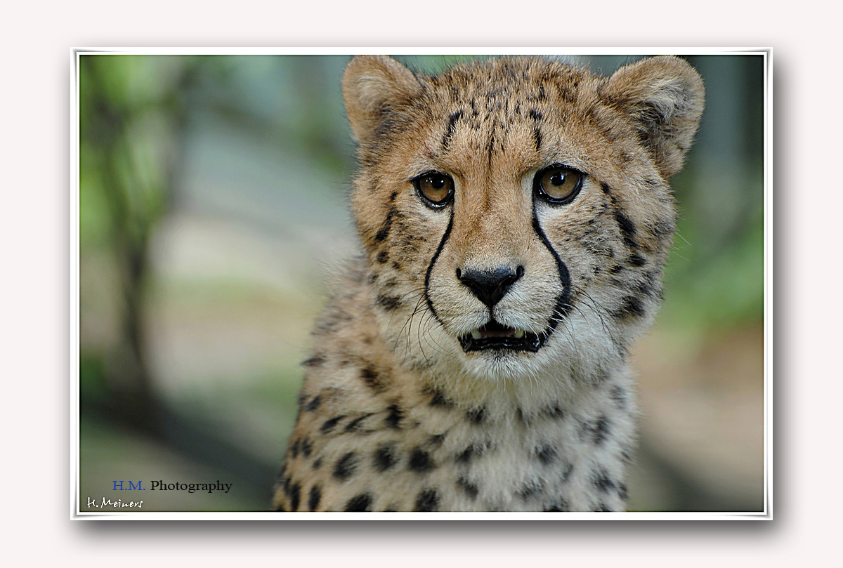 Gepard