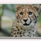 Gepard