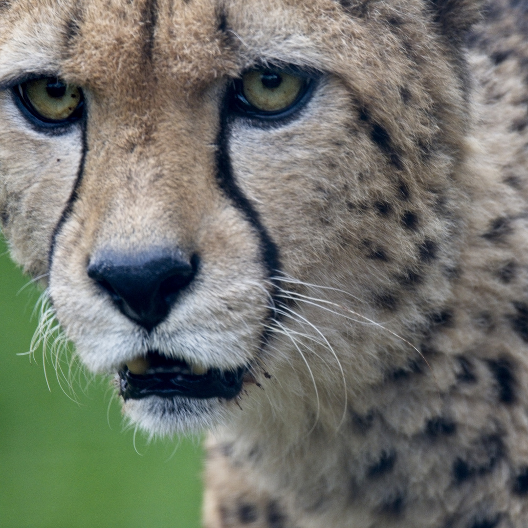 Gepard