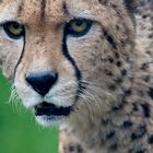 Gepard