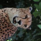 Gepard