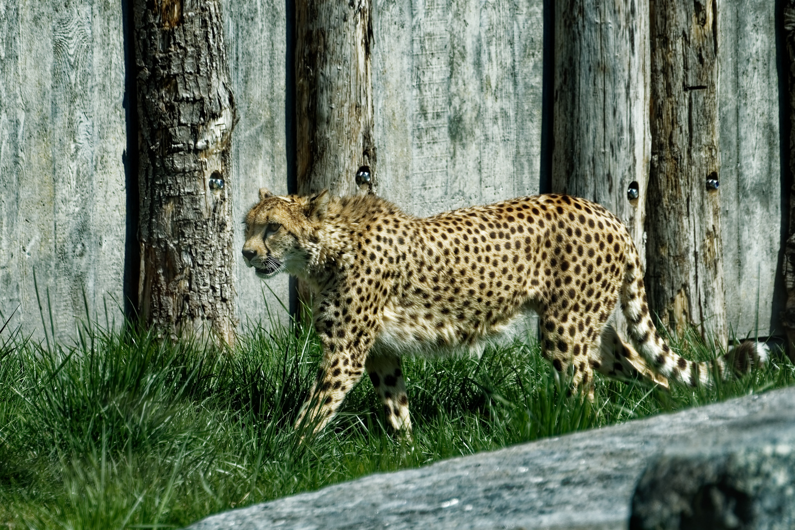 Gepard