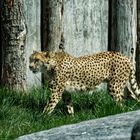 Gepard