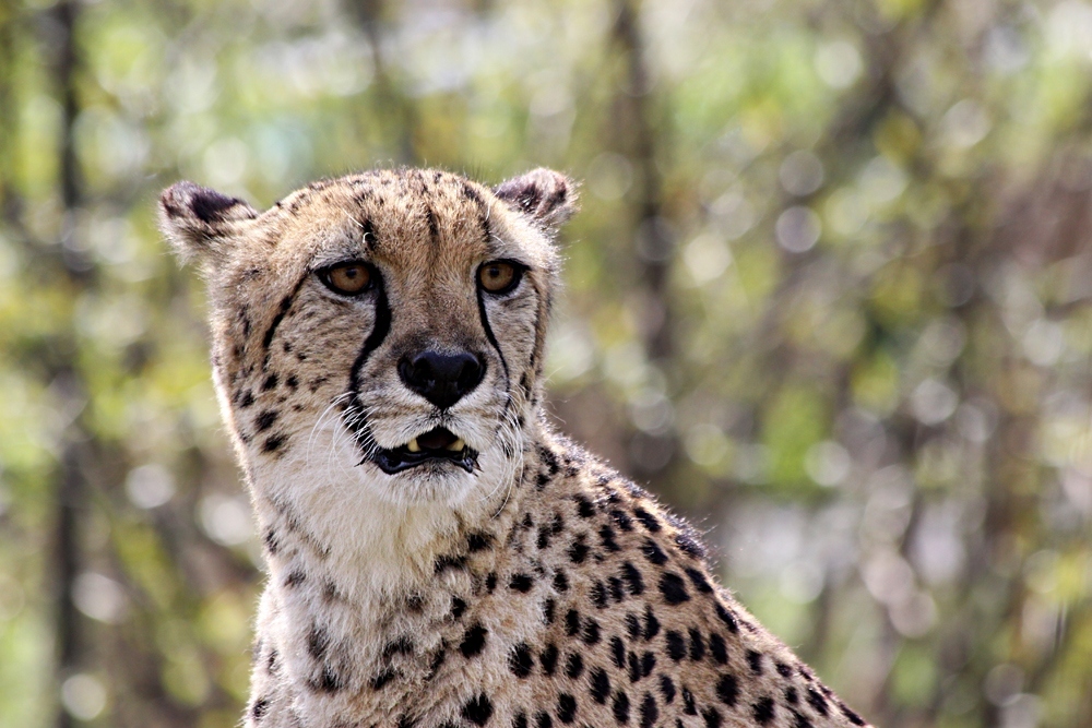 Gepard