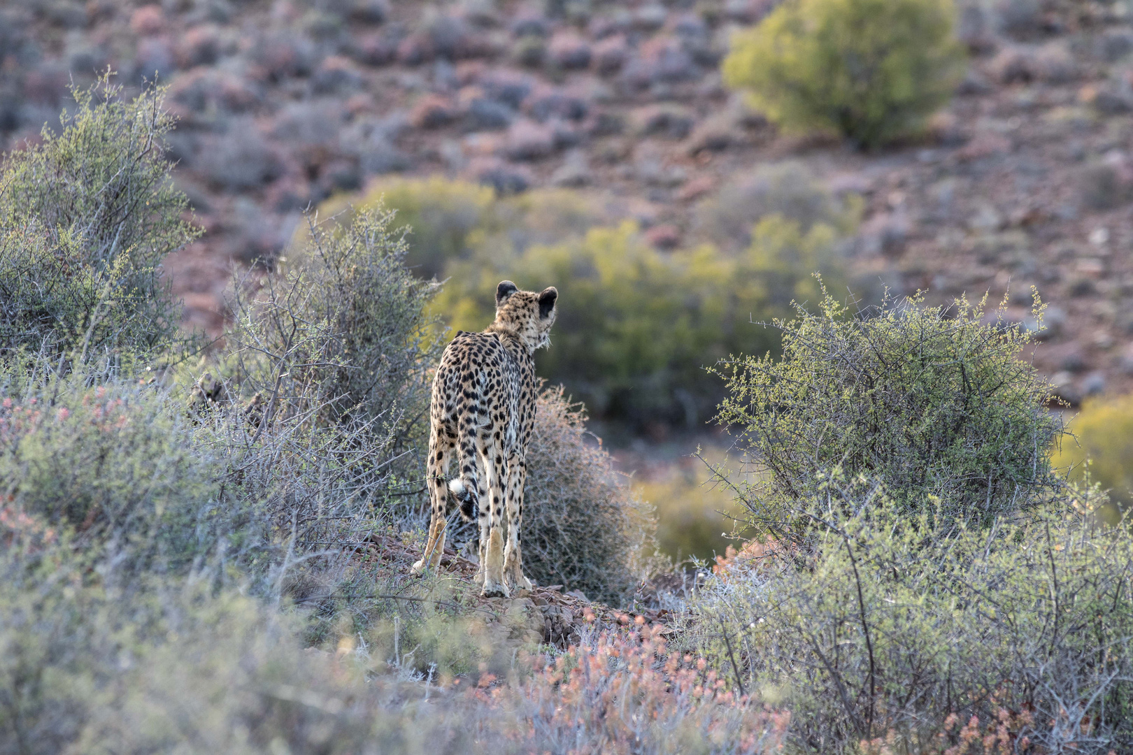 Gepard