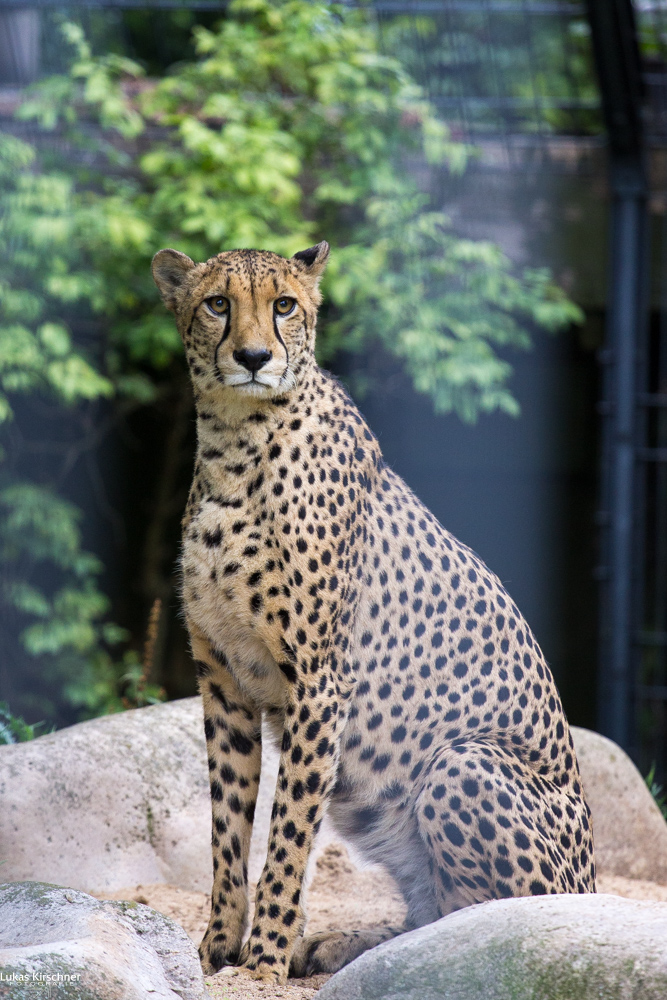 Gepard