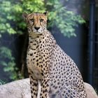 Gepard