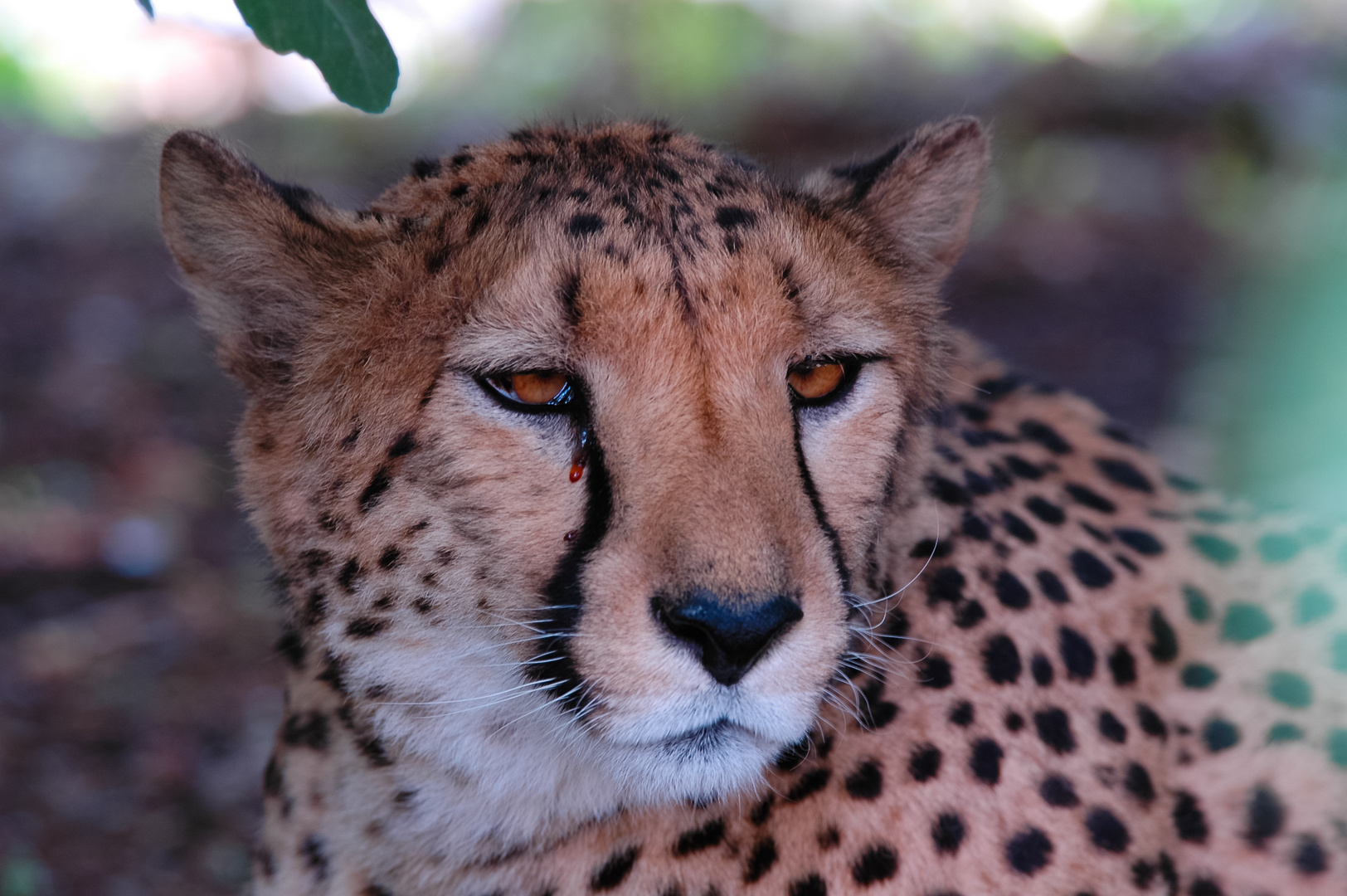 Gepard